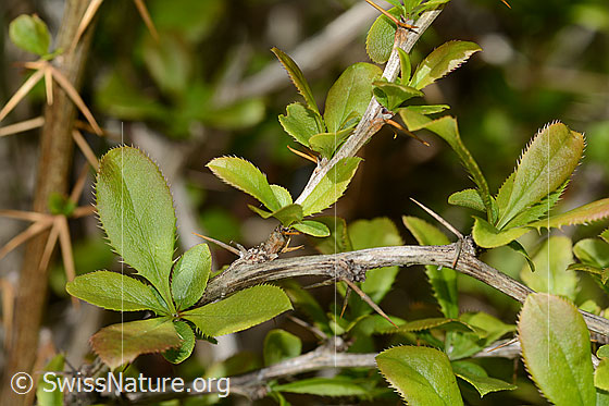 Photo: Berberis vulgaris. Twig with thorns and leaves.