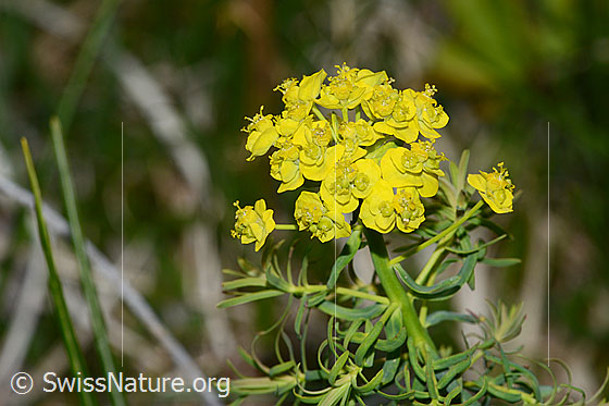 Photo: Euphorbia cyparissias. Blossoms.
