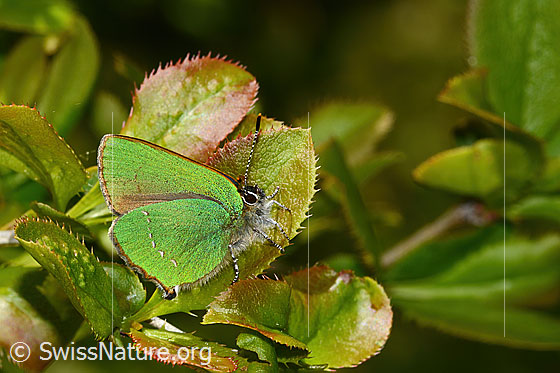 Foto: Brombeer-Zipfelfalter (Callophrys rubi) auf Gewöhnlicher Berberitze (Berberis vulgaris). Flügel geschlossen. Ansicht von der Seite.