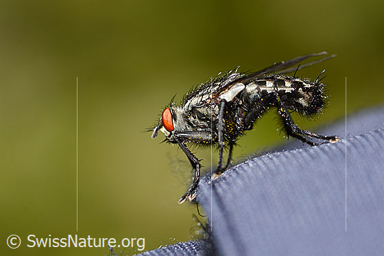 Foto: Wahrscheinlich Graue Fleischfliege (Sarcophaga carnaria). Länge 13mm. Ansicht von der Seite.