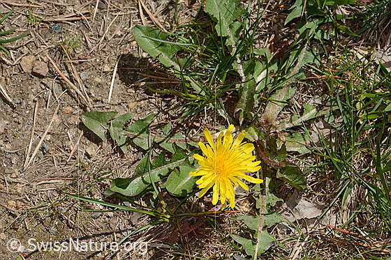 Photo: Taraxacum officinale. Whole plant (Uabitus). View from above.