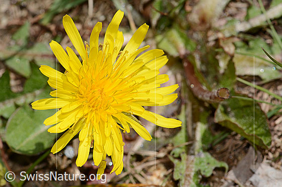 Photo: Taraxacum officinale. Blossom. View from above.