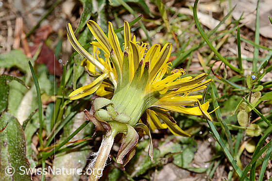 Photo: Taraxacum officinale. Stem, bracts and blossom. Ansicht von  schräg unten.