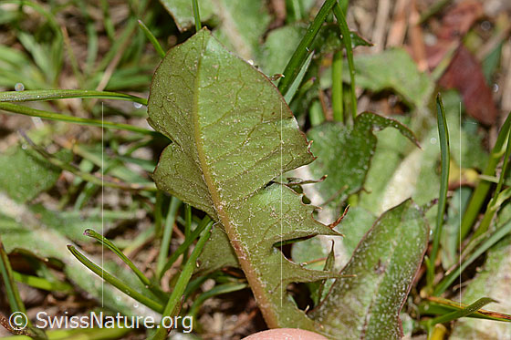 Photo: Taraxacum officinale. Leaf underside.
