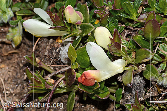 Photo: Polygala chamaebuxus. Blossom and leaves.