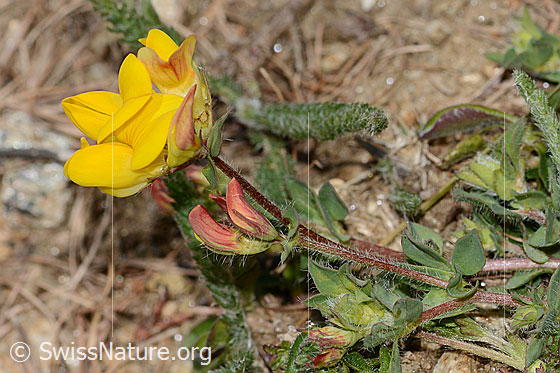 Photo: Lotus alpinus. Whole plant (habiti).