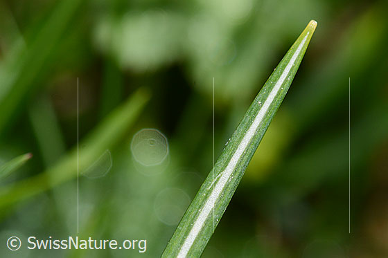 Photo: Crocus albiflorus. Leaf top.