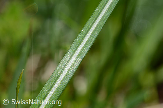 Photo: Crocus albiflorus. Leaf top.
Lat.: Crocus albiflorus
Family: Iridaceae
Genus: Crocus