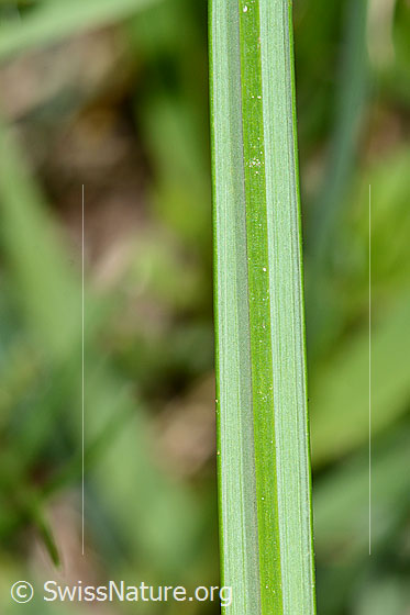 Photo: Crocus albiflorus. Leaf underside.