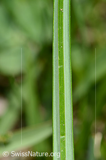Photo: Crocus albiflorus. Leaf underside.