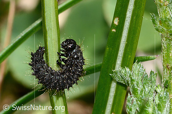 Photo: Probably larva of Galeruca tanaceti. View from the side.