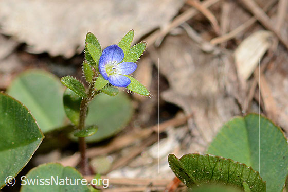 Foto: Wahrscheinlich Feld-Ehrenpreis (Veronica arvensis). Ganze Pflanze (Habitus). Höhe: 2cm.