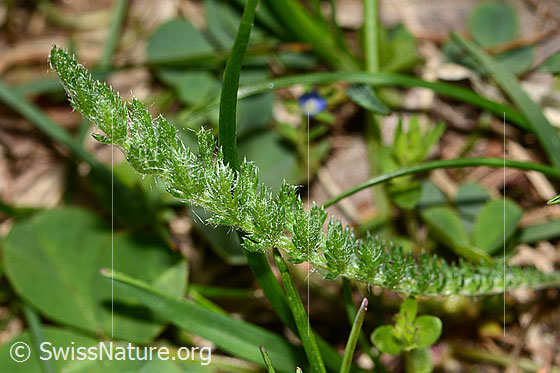 Foto: Wahrscheinlich Gemeine Schafgarbe (Achillea millefolium). Blatt.