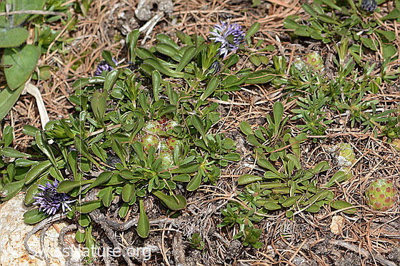Photo: Globularia cordifolia. Whole plant (habiti).