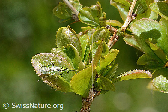 Photo: Rhogogaster viridis on Berberis vulgaris. Length 10 - 13mm. View from above.