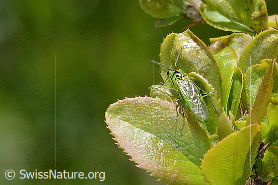 Photo: Rhogogaster viridis on Berberis vulgaris. Length 10 - 13mm. View from above.