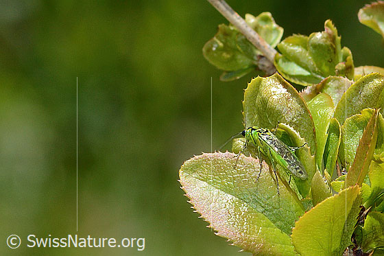 Photo: Rhogogaster viridis on Berberis vulgaris. Length 10 - 13mm. View from behind top.