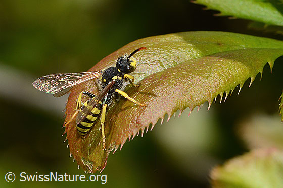 Photo: Nomada goodeniana. Length 9mm. View from the side.