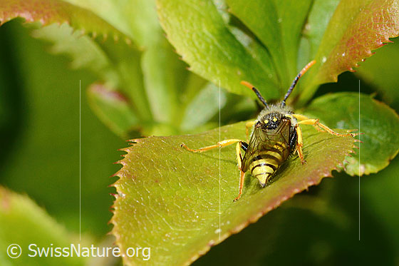Foto: Feld-Wespenbiene (Nomada goodeniana). Länge 9mm. Wird auch Schmalband-Wespenbiene genannt. Ansicht von hinten.