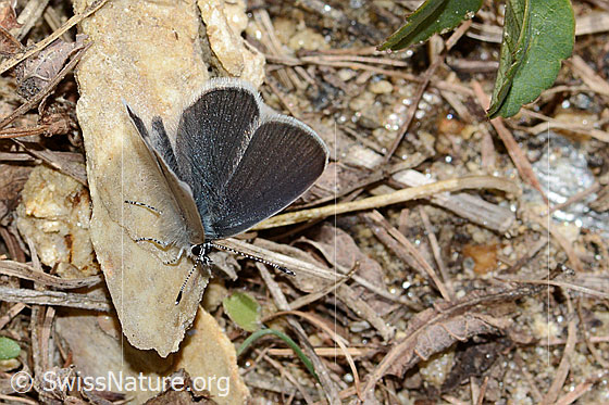 Photo: Cupido minimus. Wings half open. View from diagonally above.
