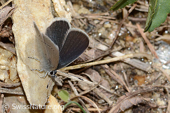 Photo: Cupido minimus. Wings little open. View from diagonally front top.
