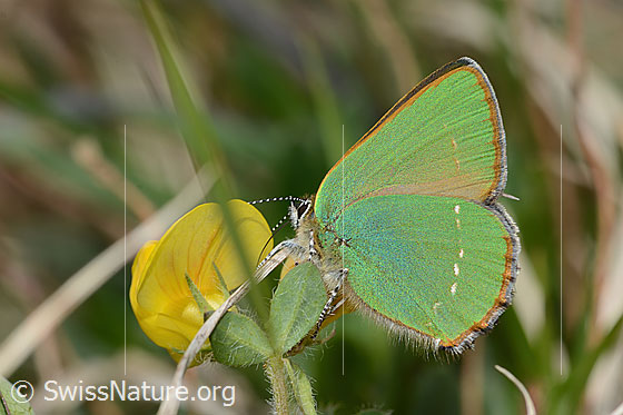 Foto: Brombeer-Zipfelfalter (Callophrys rubi) an Alpen-Hornklee (Lotus alpinus). Flügel geschlossen. Ansicht von der Seite.