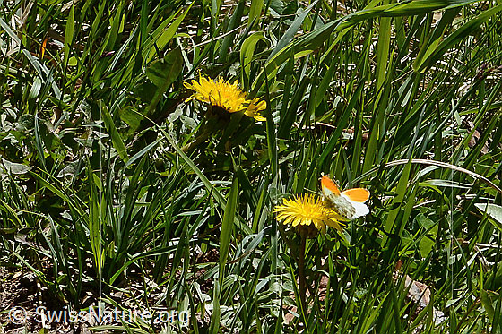 Foto: Aurorafalter (Anthocharis cardamines) an Gewöhnlichem Löwenzahn (Taraxacum officinale). Männchen.