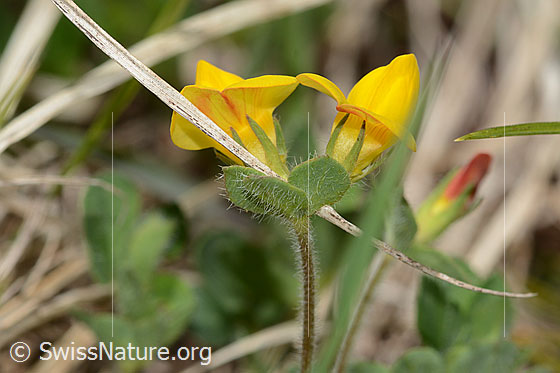 Foto: Alpen-Hornklee (Lotus alpinus). Blüten, Blätter und Stängel. Ansicht von hinten.