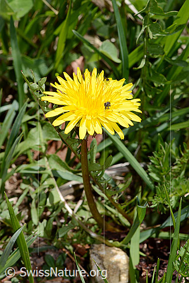 Photo: Taraxacum officinale. Whole plant (Habitius). Height: 8cm.
