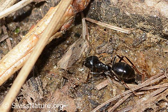 Foto: Glänzendschwarze Holzameise (Lasius fuliginosus). Länge 5mm. Ansicht von seitlich oben.