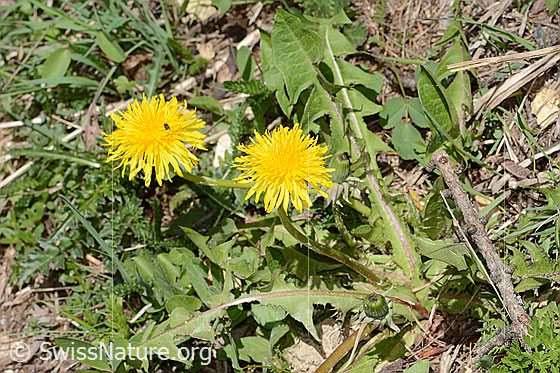 Foto: Gewöhnlicher Löwenzahn (Taraxacum officinale). Ganze Pflanze (habitus). Ansicht von oben.