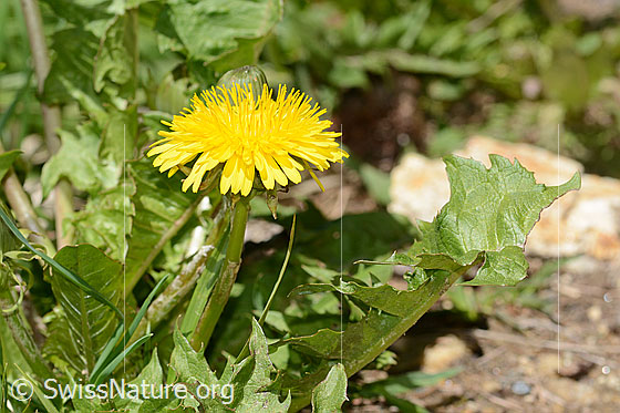 Foto: Gewöhnlicher Löwenzahn (Taraxacum officinale). Ganze Pflanze (Habitus). Höhe: 17cm. Ansicht von der Seite.