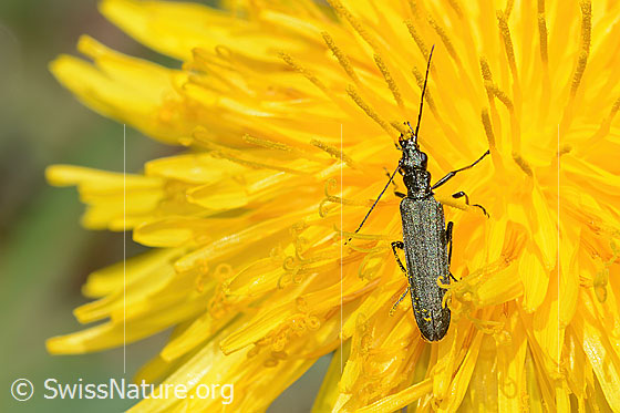 Foto: Graugrüner Schenkelkäfer (Oedemera virescens) auf Gewöhnlicher Löwenzahn (Taraxacum officinale). Länge 8mm. Weibchen. Ansicht von oben.