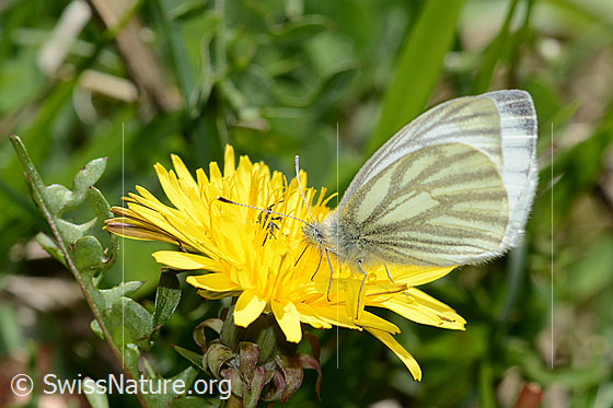 Foto: Bergweissling (Pieris bryoniae) auf Gewöhnlichem Löwenzahn (Taraxacum officinale). Flügel halb geöffnet. Ansicht von der Seite.