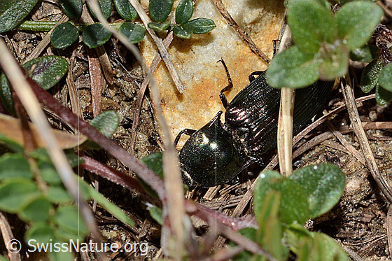 Photo: Selatosomus aeneus. Length 16mm. View from above.