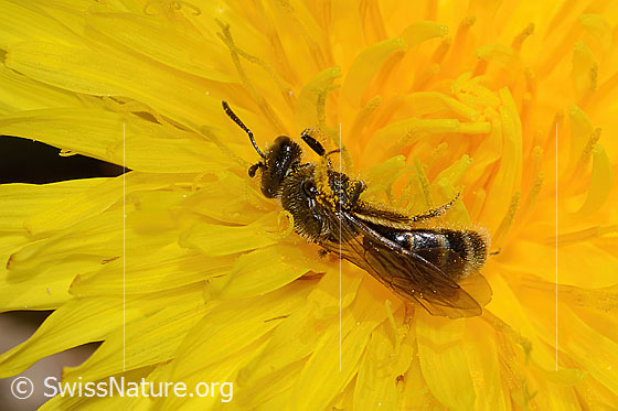Photo: Lasioglossum calceatum on Taraxacum officinale. Length 10mm. Female. View from above.