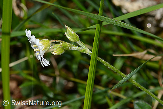 Foto: Wahrscheinlich Gewöhnliches Hornkraut (Cerastium fontanum ssp. vulgare). Blüte, Kelch und Stängel. Ansicht von der Seite.
