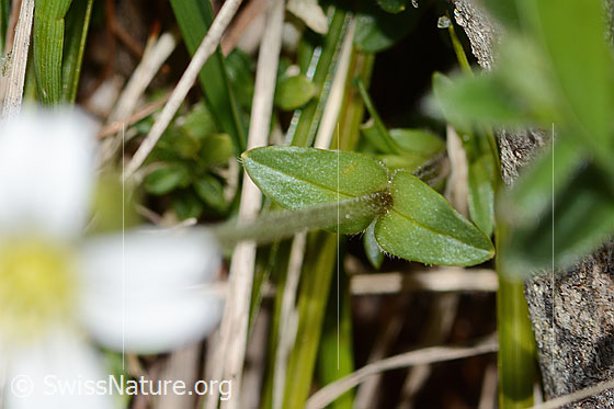 Foto: Wahrscheinlich Gewöhnliches Hornkraut (Cerastium fontanum ssp. vulgare). Blätter und Stängel.