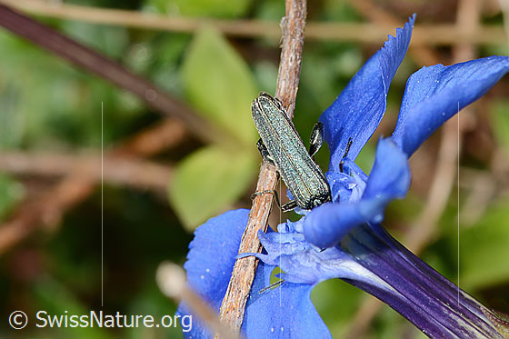 Photo: Oedemera virescens on Gentiana verna. Length 9mm. Male. The head is not visible. View from above. 