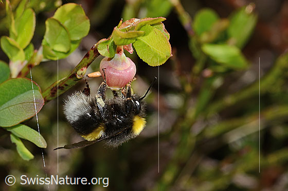 Foto: Hellgelbe Erdhummel (Bombus lucorum) an Heidelbeere (Vaccinium myrtillus). Länge 9 - 16mm. Ansicht von der Seite.