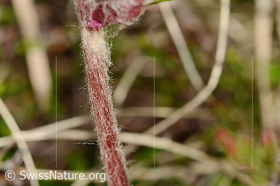 Foto: Alpenlattich (Homogyne alpina). Stängel.