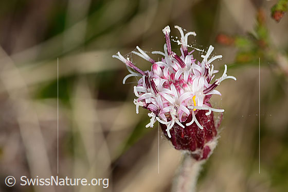 Foto: Alpenlattich (Homogyne alpina). Blüte. Ansicht von oben. Auf der Blüte befindet sich eine kleine gelbe Raupe.