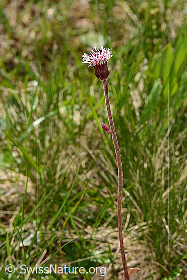 Foto: Alpenlattich (Homogyne alpina). Ganze Pflanze (Habitus). Höhe: 21cm.