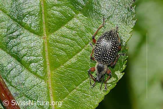Foto: Schwarzer Rüsselkäfer (Otiorhynchus coecus) auf Zwergmispel (Sorbus chamaemespilus). Länge 10mm. Ansicht von oben.