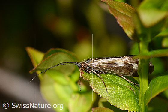 Foto: Köcherfliege (Trichoptera). Ansicht von der Seite.