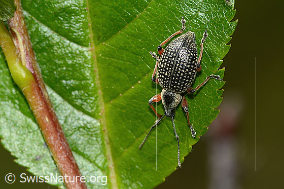 Foto: Schwarzer Rüsselkäfer (Otiorhynchus coecus) auf Zwergmispel (Sorbus chamaemespilus). Länge 10mm. Ansicht von oben.