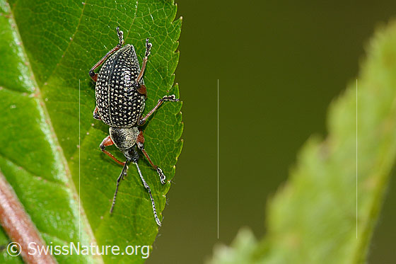 Foto: Schwarzer Rüsselkäfer (Otiorhynchus coecus) auf Zwergmispel (Sorbus chamaemespilus). Länge 10mm. Ansicht von oben.