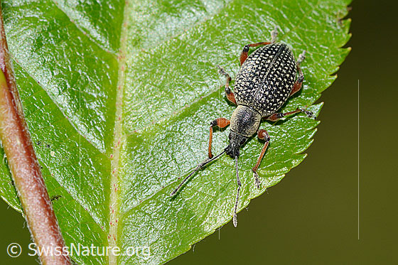 Foto: Schwarzer Rüsselkäfer (Otiorhynchus coecus) auf Zwergmispel (Sorbus chamaemespilus). Länge 10mm. Ansicht von oben.