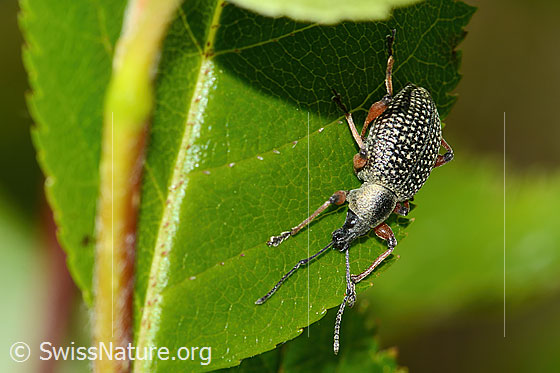 Foto: Schwarzer Rüsselkäfer (Otiorhynchus coecus) auf Zwergmispel (Sorbus chamaemespilus). Länge 10mm. Ansicht von seitlich oben.