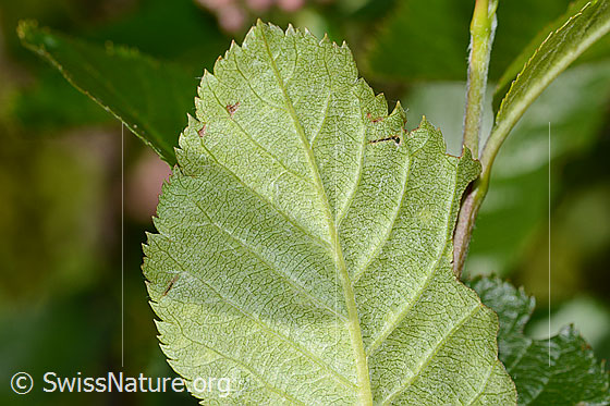 Foto: Zwergmispel (Sorbus chamaemespilus). Blattunterseite.